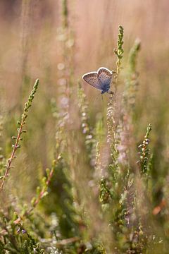 Icarus blue on the heath by Winanda Winters