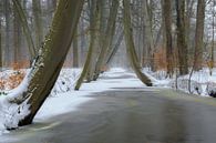 Winter Beukenbos met bevroren beek van Peter Bolman thumbnail