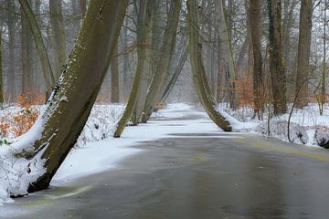 Winterlicher Buchenwald mit zugefrorenem Bach