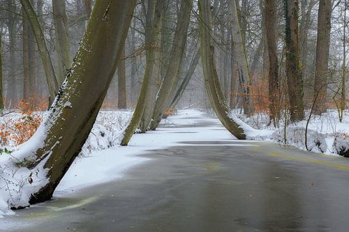 Winter Beukenbos met bevroren beek