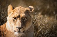 Angry tiger van Antoine Sprangers thumbnail