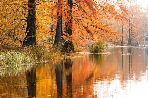 Cyprès chauves à Tilburg sur Evelien Huisman
