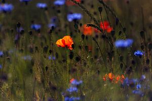 Poppy field in the morning light by Kurt Krause