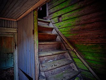 Eén jaar oude Grand Danois in verlaten huis in Småland Zweden.