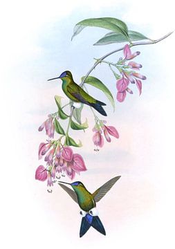 D'Orbigny's Puff-Leg, John Gould van Hummingbirds