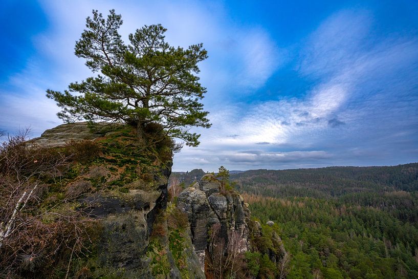 Rock pine in Saxon Switzerland by Holger Spieker