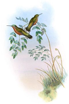 Chestnut-belde Adelomyia, John Gould van Hummingbirds