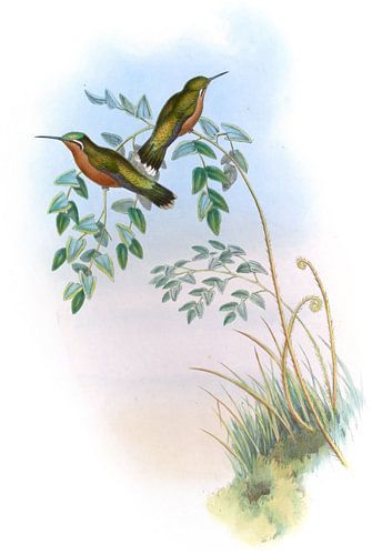 Kastanienbauch Adelomyia, John Gould