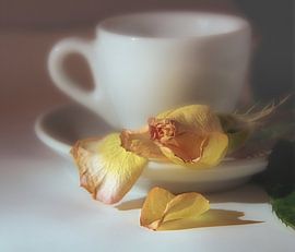 rose with fallen petals by Mykhailo Sherman