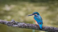 IJsvogel op tak