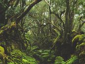 Wandelen in het laurierbos op Tenerife van Aurica Voss thumbnail