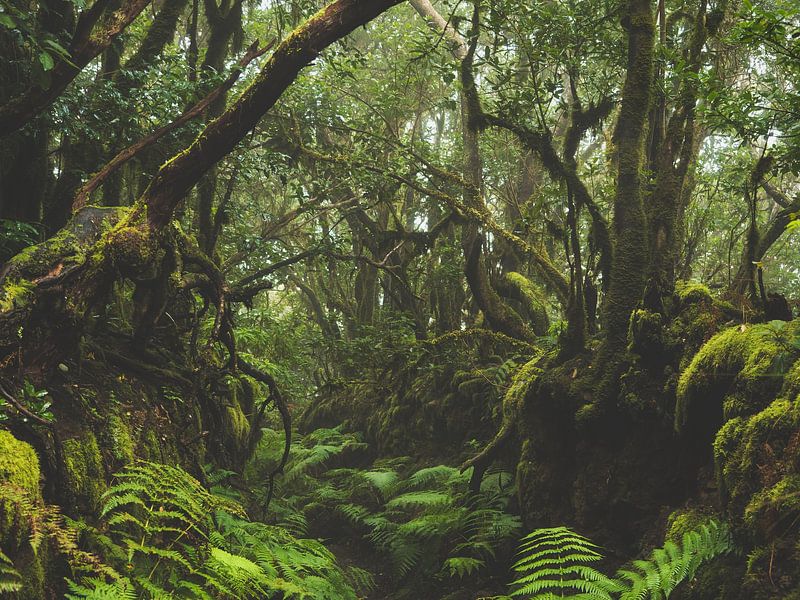 Wandelen in het laurierbos op Tenerife van Aurica Voss