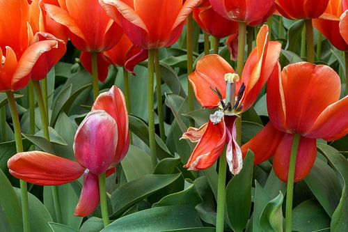 Tulpen aan het einde van de bloei