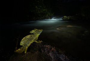 Bassilisc bei Nacht von Salvador  Colvee