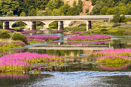 La salicaire près du pont de Herzhausen