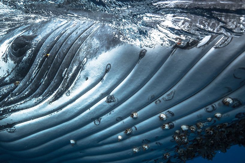 Dancing cheek to cheek with a humpback whale! von Koen Hoekemeijer