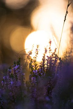 Soleil couchant avec bruyère pourpre