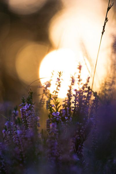 Ondergaande zon met paarse heide van Mark Scheper