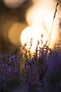 Ondergaande zon met paarse heide van Mark Scheper thumbnail