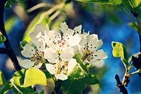 APPLE BLOSSOM