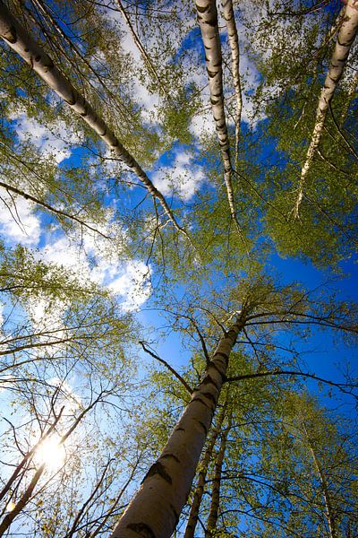 Birch Forest by Thomas Jäger