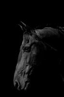 Het Friesche Paard