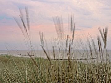 Duingras in de wind van Katrin May