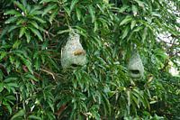 Vogelnest