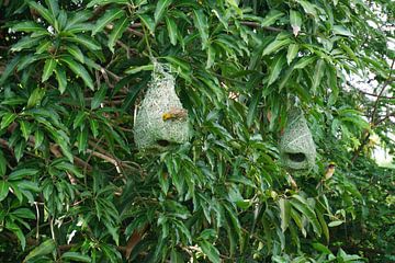 Vogelnest von Bart Cornelis de Groot