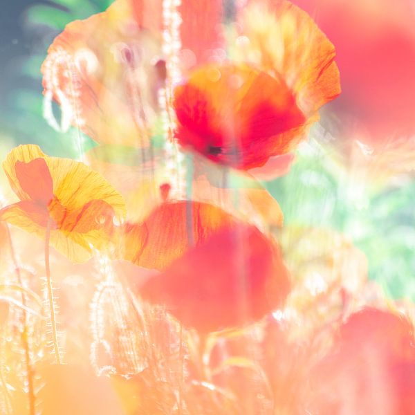 Mohnblumen | Rot und Orange | Naturfotografie von Nanda Bussers