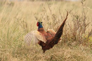 Pheasant in courtship plumage by Rinnie Wijnstra