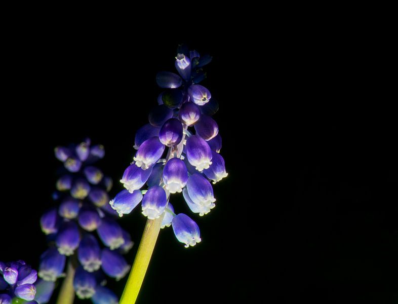 Blaue Traube von Onno van Kuik
