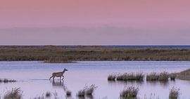 Red deer panorama by Daniel Elfert