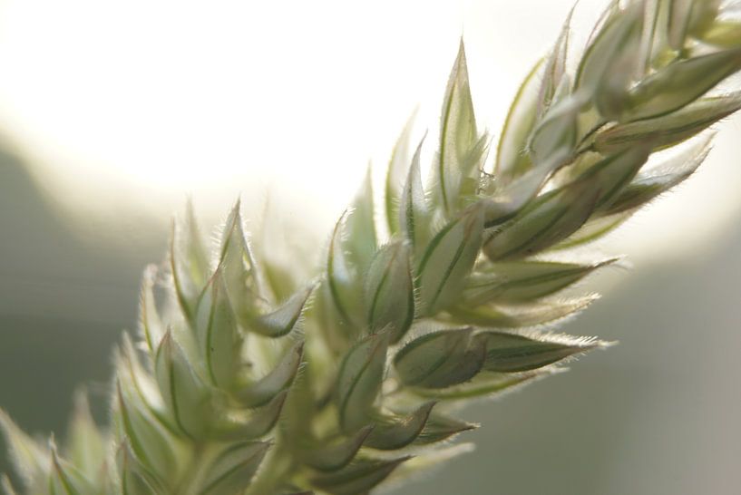 Groene Graan / Gras Streng by Marilyn Bakker
