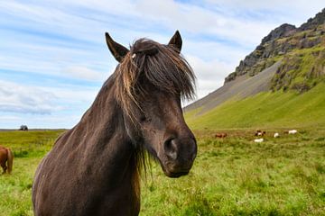 IJslandse Pony van Robert Styppa