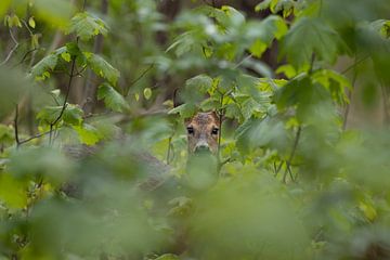 Ree spiekt tussen het gebladerte van Bas Ronteltap