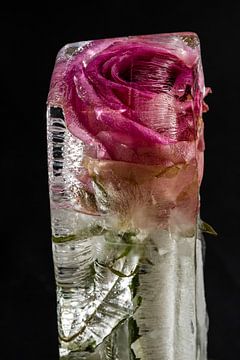 Blume in Eisblock von Winne Köhn
