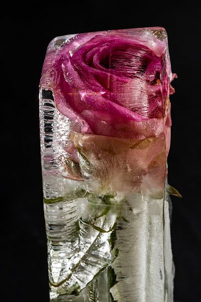 Bloem in ijsblok van Winne Köhn