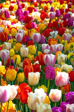 Dutch Tulips: the colourful Keukenhof by Ingrid de Vos - Boom