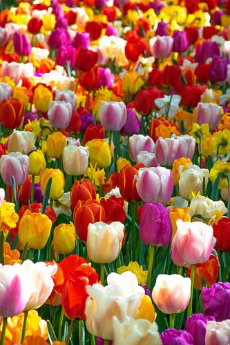 Hollandse Tulpen: de kleurrijke Keukenhof