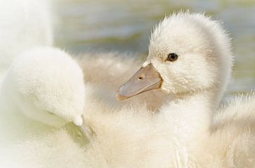 Young swans by René Vos