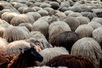 Drenthe Heath Sheep