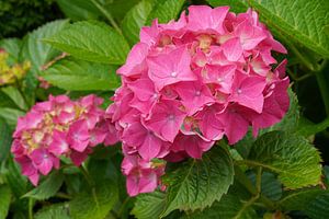 Gartenhortensien (Hydrangea macrophylla) von Alexander Ludwig