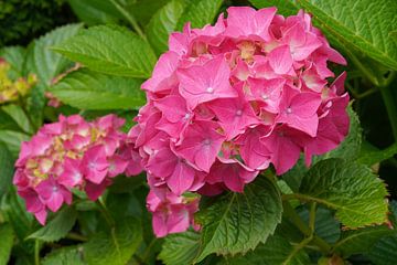 Garden hydrangea (Hydrangea macrophylla) by Alexander Ludwig