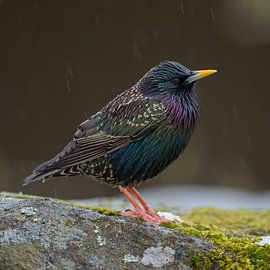 Star ( Sturnus vulgaris ) im prachtvollen, metallisch glänzenden Sommerkleid, leichter Regen von wunderbare Erde