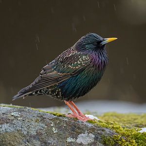 Common Starling ( Sturnus vulgaris ) adult in its breeding dress, perched on a rock in rain, nice me sur wunderbare Erde