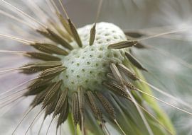 Pissenlit sur Marlies Prieckaerts