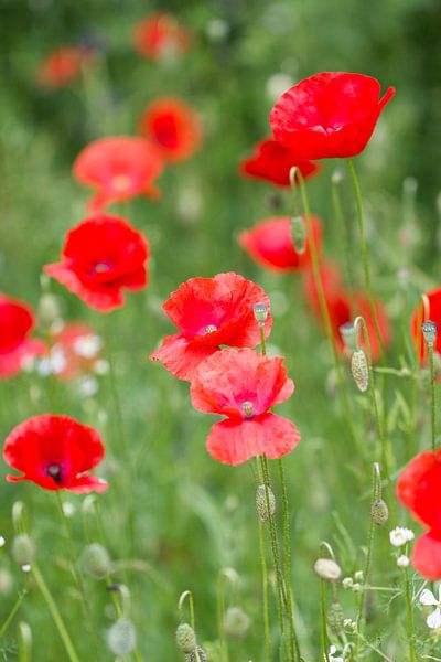 klaprozen veld by ton vogels