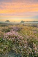 Vlak voor zonsopgang op de heide