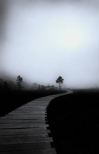Brouillard dans les marais
